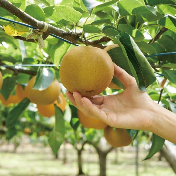 贈答用に美味しい梨を送りたいあなたへ！LauFARMでは直売で対応してます！